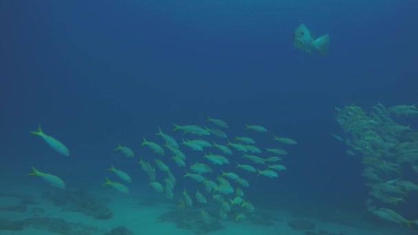 Κίτρινο Snapper Lutjanus Argentiventris Σχηματίζοντας Ένα Σχολείο Ένα Ναυάγιο Υφάλους — Αρχείο Βίντεο