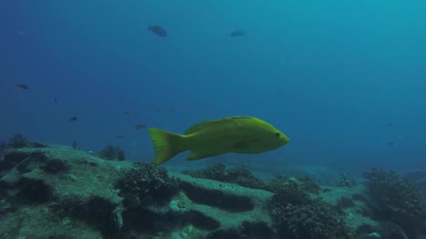 Leopard Grouper Mycteroperca Rosacea Kelompok Makan Dari Terumbu Karang Laut — Stok Video