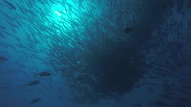 Große Augen Trevally Jack Caranx Sexfasciatus Bilden Eine Polarisierte Schule — Stockvideo