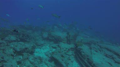 Leopar orfoz (Mycteroperca rosacea), grup deniz Cortez, Pasifik Okyanusu resifleri besleyen. Cabo Pulmo Milli Parkı, Baja California Sur, Meksika. Cousteau dünya akvaryum adlı.