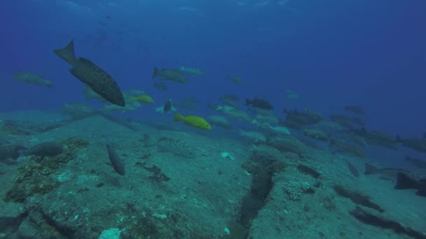 Leopar Orfoz Mycteroperca Rosacea Grup Deniz Cortez Pasifik Okyanusu Resifleri — Stok video