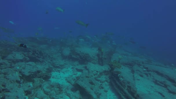Mycteroperca 酒渣鼻 从太平洋的海洋的珊瑚礁 群喂养 墨西哥加利福尼亚州 Pulmo 国家公园 他把它命名为世界水族馆 — 图库视频影像