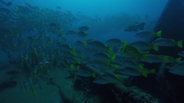 Żółty Snapper Pazurom Argentiventris Tworząc Szkoły Wraku Statku Rafy Koralowe — Wideo stockowe