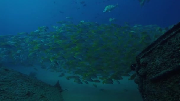 Gelber Schnapper Lutjanus Argentiventris Der Eine Schule Einem Schiffswrack Bildet — Stockvideo