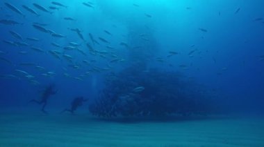Büyük göz Trevally bir polarize okul, yem top ya da kasırga şekillendirme Jack, (Caranx sexfasciatus). Cabo Pulmo Milli Parkı, dünyanın akvaryum. Baja California Sur, Meksika.