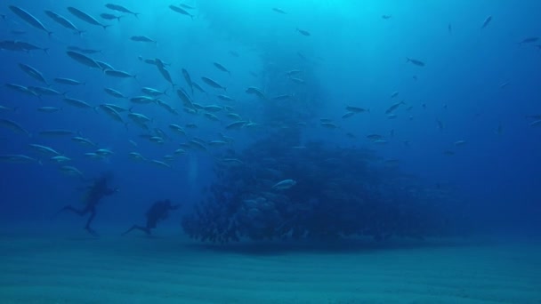 大眼睛 Trevally Caranx Sexfasciatus 形成两极分化的学校 诱饵球或龙卷风 Pulmo 国家公园 世界水族馆 下加利福尼亚 — 图库视频影像