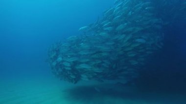 Büyük göz Trevally bir polarize okul, yem top ya da kasırga şekillendirme Jack, (Caranx sexfasciatus). Cabo Pulmo Milli Parkı, dünyanın akvaryum. Baja California Sur, Meksika.