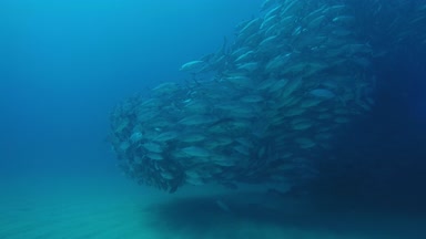 Büyük göz Trevally bir polarize okul, yem top ya da kasırga şekillendirme Jack, (Caranx sexfasciatus). Cabo Pulmo Milli Parkı, dünyanın akvaryum. Baja California Sur, Meksika.