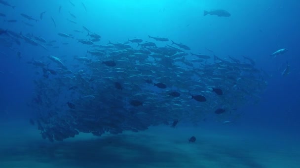 Olho Grande Trevally Jack Caranx Sexfasciatus Formando Uma Escola Polarizada — Vídeo de Stock