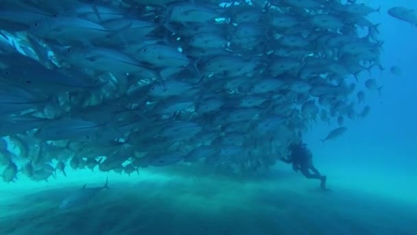 Olho Grande Trevally Jack Caranx Sexfasciatus Formando Uma Escola Polarizada — Vídeo de Stock