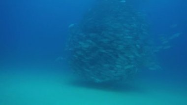 Büyük göz Trevally bir polarize okul, yem top ya da kasırga şekillendirme Jack, (Caranx sexfasciatus). Cabo Pulmo Milli Parkı, dünyanın akvaryum. Baja California Sur, Meksika.