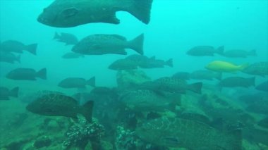 Leopar orfoz (Mycteroperca rosacea), grup deniz Cortez, Pasifik Okyanusu resifleri besleyen. Cabo Pulmo Milli Parkı, Baja California Sur, Meksika. Cousteau dünya akvaryum adlı.
