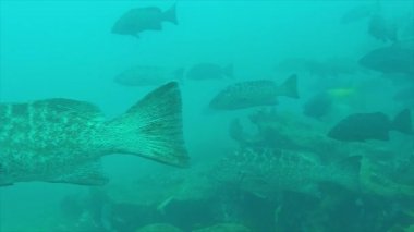 Leopar orfoz (Mycteroperca rosacea), grup deniz Cortez, Pasifik Okyanusu resifleri besleyen. Cabo Pulmo Milli Parkı, Baja California Sur, Meksika. Cousteau dünya akvaryum adlı.