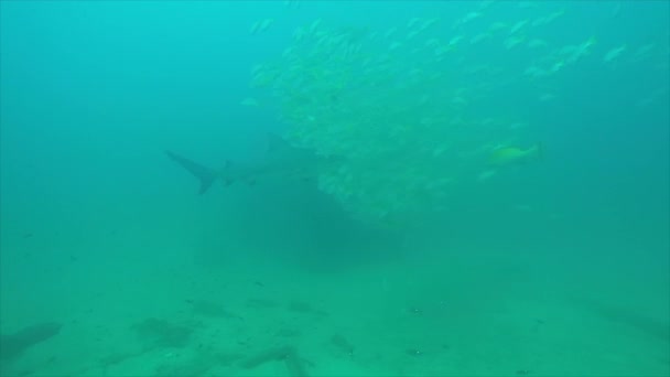 Bull Shark Carcharhinus Leucas Rafy Koralowe Morza Corteza Pacific Ocean — Wideo stockowe