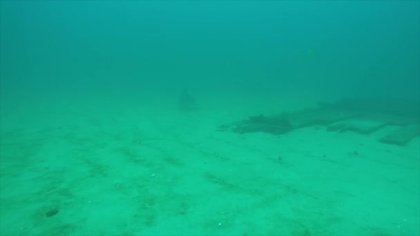 Carcharhinus Leucas 입니다 태평양의 바다의 산호초 — 비디오