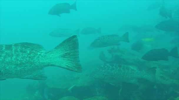 Mycteroperca 酒渣鼻 从太平洋的海洋的珊瑚礁 群喂养 墨西哥加利福尼亚州 Pulmo 国家公园 他把它命名为世界水族馆 — 图库视频影像
