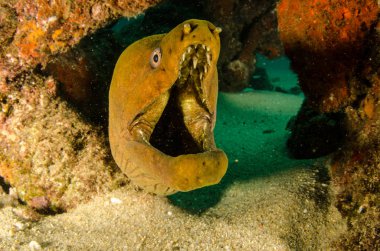 Panamic yeşil Müren balığı (Gymnothorax castaneus), ağız açık deniz Cortez, Pasifik Okyanusu resifleri dinlenme. Cabo Pulmo, Baja California Sur, Meksika. Cousteau dünya akvaryum adlı.