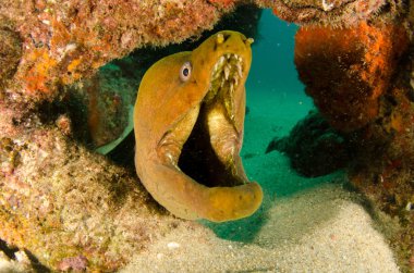 Panamic yeşil Müren balığı (Gymnothorax castaneus), ağız açık deniz Cortez, Pasifik Okyanusu resifleri dinlenme. Cabo Pulmo, Baja California Sur, Meksika. Cousteau dünya akvaryum adlı.