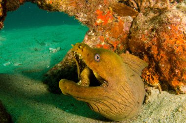 Panamic yeşil Müren balığı (Gymnothorax castaneus), ağız açık deniz Cortez, Pasifik Okyanusu resifleri dinlenme. Cabo Pulmo, Baja California Sur, Meksika. Cousteau dünya akvaryum adlı.