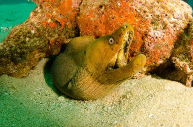 Panamic yeşil Müren balığı (Gymnothorax castaneus), ağız açık deniz Cortez, Pasifik Okyanusu resifleri dinlenme. Cabo Pulmo, Baja California Sur, Meksika. Cousteau dünya akvaryum adlı.