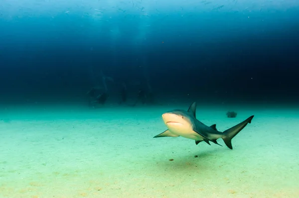 Tiburón Toro Carcharhinus Leucas Arrecifes Del Mar Cortés Océano Pacífico —  Fotos de Stock