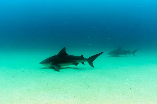 公牛鲨鱼 Carcharhinus Leucas 太平洋海洋之海礁 — 图库照片