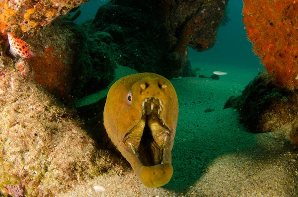 Panamic Gröna Muränor Gymnothorax Castaneus Munnen Vidöppen Vilar Reven Cortez — Stockfoto