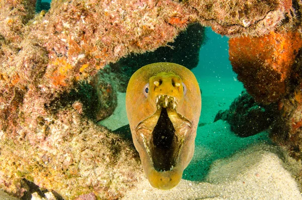 Panamic Green Moray Eel Gymnothorax Castaneus Mouth Wide Open Resting — Stock Photo, Image