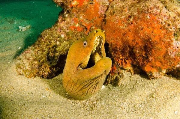 Panamic 绿色的马里鳗鱼 Gymnothorax Castaneus 嘴宽开放休息的海洋礁 太平洋海洋 墨西哥 Pulmo 下加利福尼亚 他把它命名为世界水族馆 — 图库照片