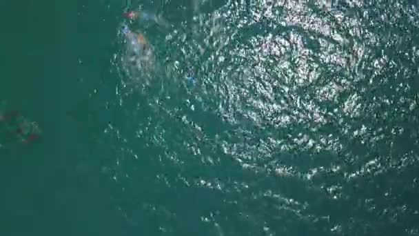 遊ぶイルカのポッドの空中撮影 — ストック動画