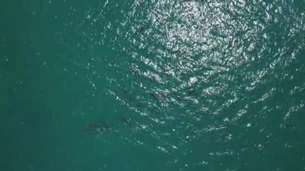 Aerial Shots Pod Dolphins Playing — Stock Video