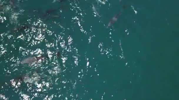 Vue Aérienne Une Gousse Dauphins Jouant — Video