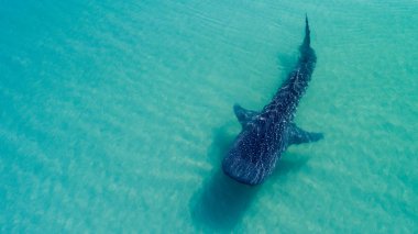 Balina köpekbalığı (rhincodon typus), okyanus, büyük nazik plankton filterer dev, yüzme en büyük balık yüzey yakınındaki. La Paz Baja California sur, Meksika.