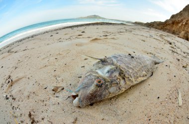 Ölü balık sahilde bir kasırga sonra telli