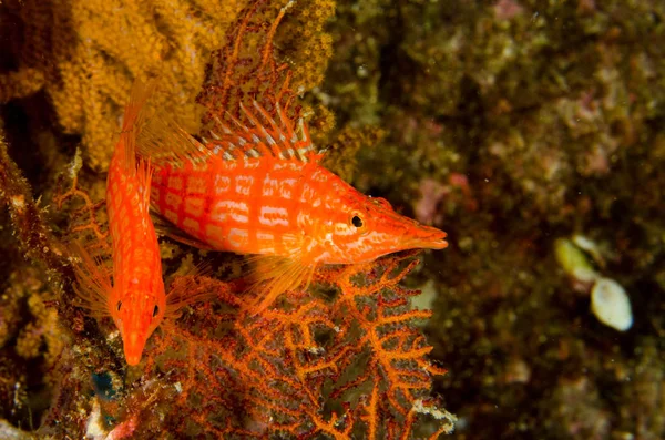 Reef Ψάρια Από Θάλασσα Του Κορτέζ Μεξικό — Φωτογραφία Αρχείου