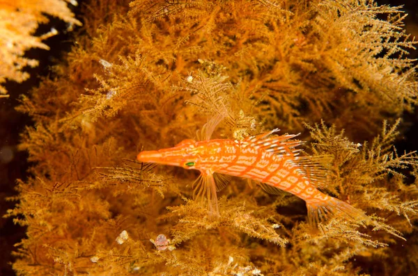 Reef Ψάρια Από Θάλασσα Του Κορτέζ Μεξικό — Φωτογραφία Αρχείου