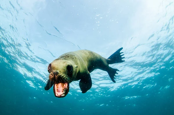 Californische Zeeleeuw Zalophus Californianus Zwemmen Spelen Riffen Van Los Islotes — Stockfoto