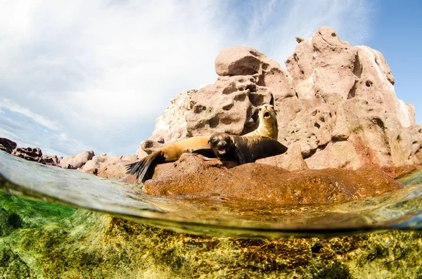 Californische Zeeleeuw Zalophus Californianus Zwemmen Spelen Riffen Van Los Islotes — Stockfoto