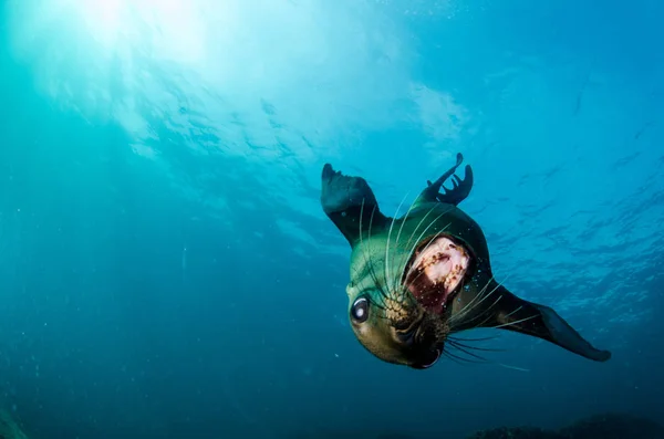 Californische Zeeleeuw Zalophus Californianus Zwemmen Spelen Riffen Van Los Islotes — Stockfoto