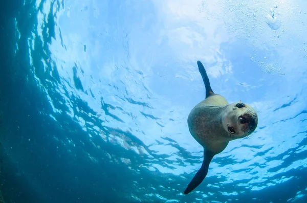 Californische Zeeleeuw Zalophus Californianus Zwemmen Spelen Riffen Van Los Islotes — Stockfoto