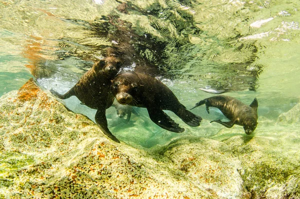 Leão Marinho Californiano Zalophus Californianus Nadando Brincando Nos Recifes Los — Fotografia de Stock