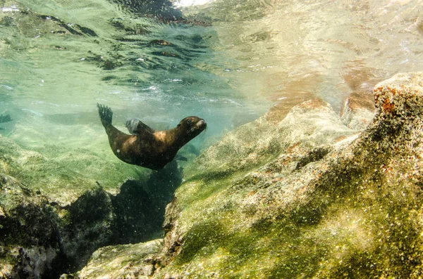 Kalifornské Lachtan Zalophus Californianus Plavání Hraje Útesy Los Islotes Ostrově — Stock fotografie