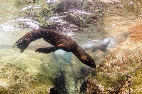 Californische Zeeleeuw Zalophus Californianus Zwemmen Spelen Riffen Van Los Islotes — Stockfoto