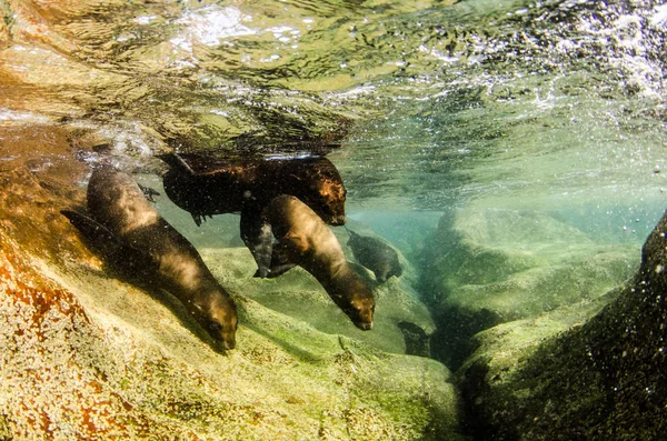 Kaliforniai Oroszlánfóka Zalophus Californianus Úszás Játék Ban Zátonyok Espiritu Santo — Stock Fotó