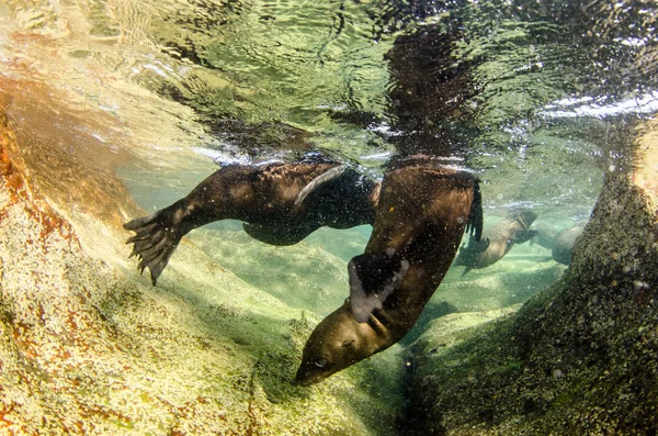 Kaliforniai Oroszlánfóka Zalophus Californianus Úszás Játék Ban Zátonyok Espiritu Santo — Stock Fotó