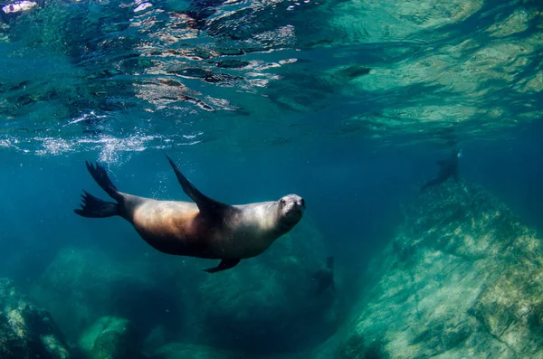 Kaliforniska Sjölejon Zalophus Californianus Simning Och Spelar Reven Los Islotes — Stockfoto