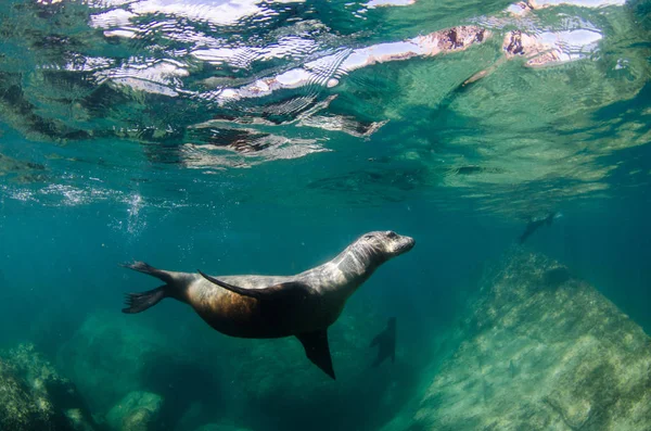 Kaliforniai Oroszlánfóka Zalophus Californianus Úszás Játék Ban Zátonyok Espiritu Santo — Stock Fotó