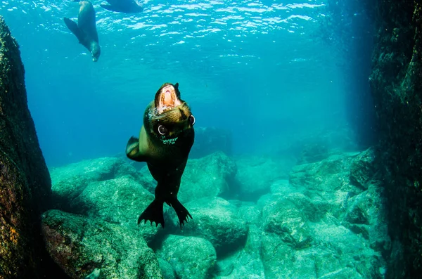 León Marino Californiano Zalophus Californianus Nadando Jugando Los Arrecifes Los — Foto de Stock