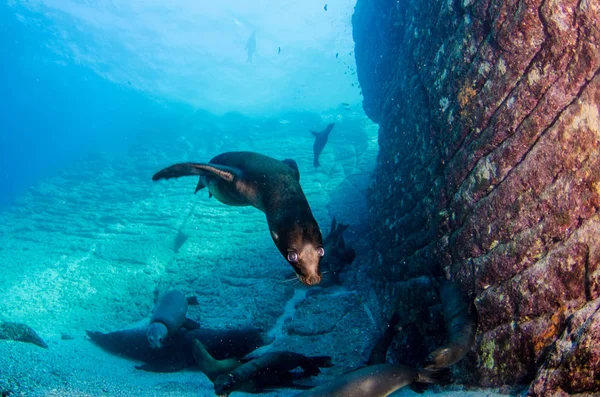 Californian Sea Lion Zalophus Californianus Swimming Playing Reefs Los Islotes — Stock Photo, Image