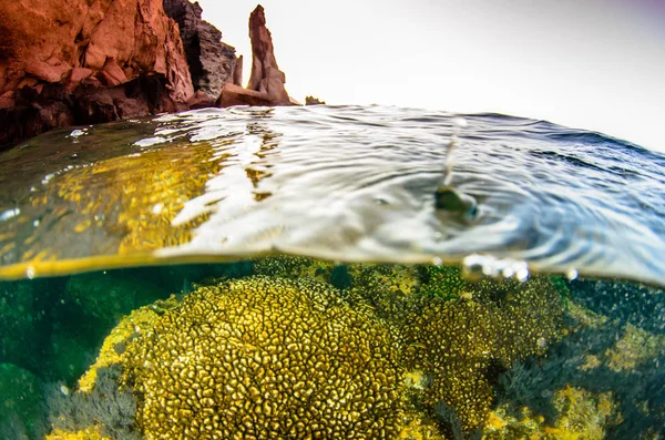 Mercan Kayalığı Bakış Deniz Cortez Baja California Sur Meksika — Stok fotoğraf